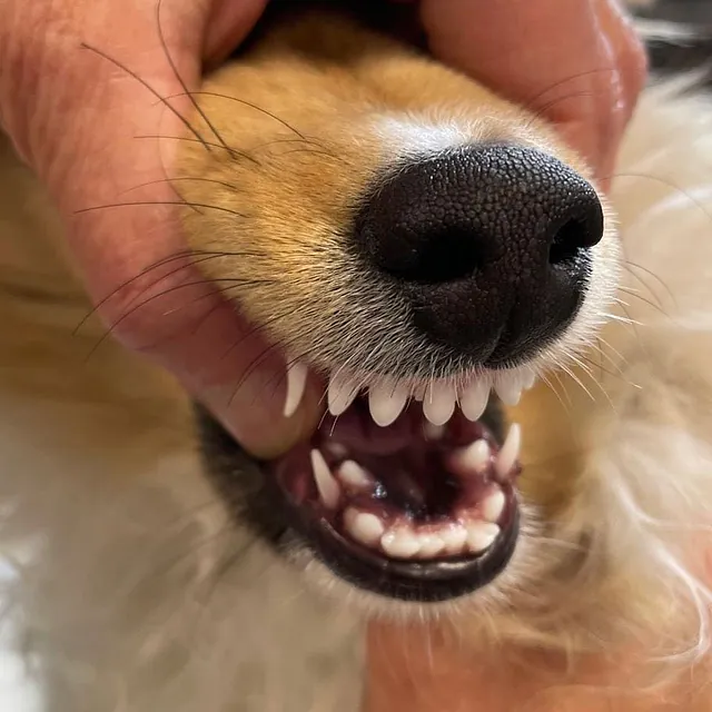 Tierarztpraxis Dreisamtal