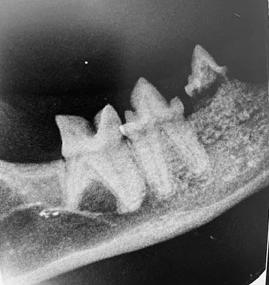 Tierarztpraxis Dreisamtal