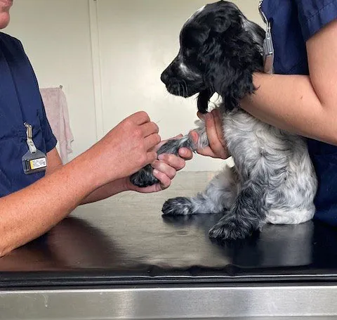 Tierarztpraxis Dreisamtal