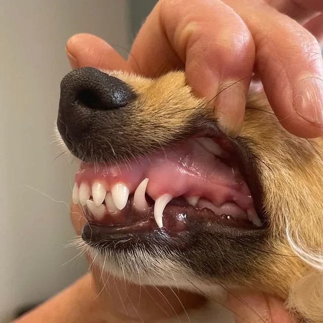 Tierarztpraxis Dreisamtal