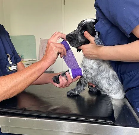 Tierarztpraxis Dreisamtal