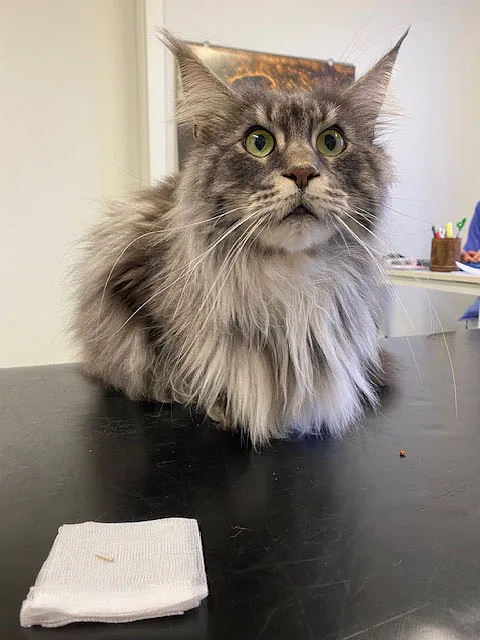 Tierarztpraxis Dreisamtal