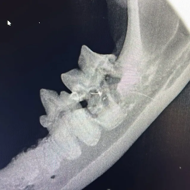 Tierarztpraxis Dreisamtal